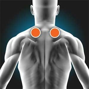 Trapezius